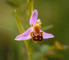 Bee Orchid. Click to enlarge