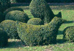 chicken topiary - click to enlarge