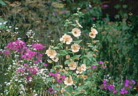 Althaea 'Parkallee' - Click to enlarge !