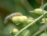 Caterpillar - Click to enlarge