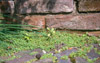 Click to enlarge. Mentha requienii and Centranthus-seedlings between pavement.