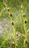Fly Orchid. Click to enlarge